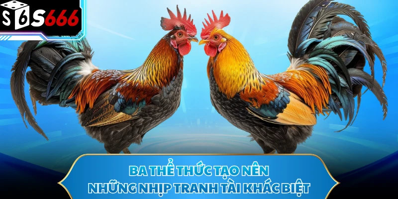 Đá Gà Thomo - Bùng Nổ Với Những Màn Đối Đầu Tốc Độ Cao - POTEXI Đá Gà Thomo - Bùng Nổ Với Những Màn Đối Đầu Tốc Độ Cao - POTEXI