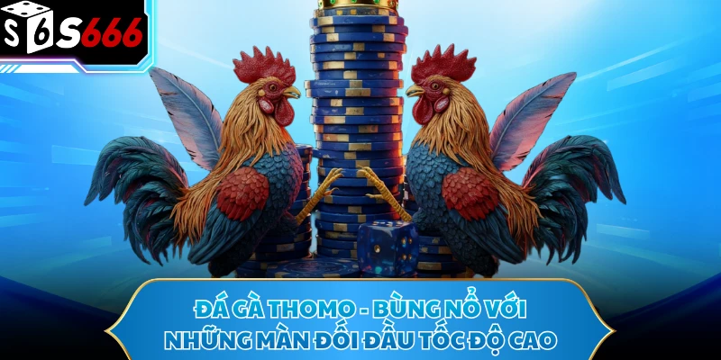 Đá Gà Thomo - Bùng Nổ Với Những Màn Đối Đầu Tốc Độ Cao - POTEXI Đá Gà Thomo - Bùng Nổ Với Những Màn Đối Đầu Tốc Độ Cao - POTEXI